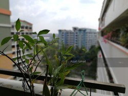 Blk 879 Woodlands Street 82 (Woodlands), HDB 5 Rooms #181992302